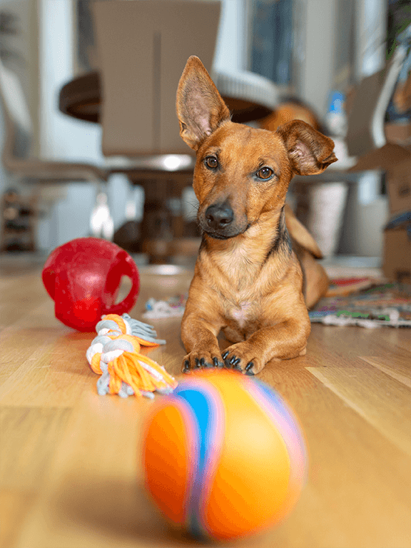dog laying on the floor