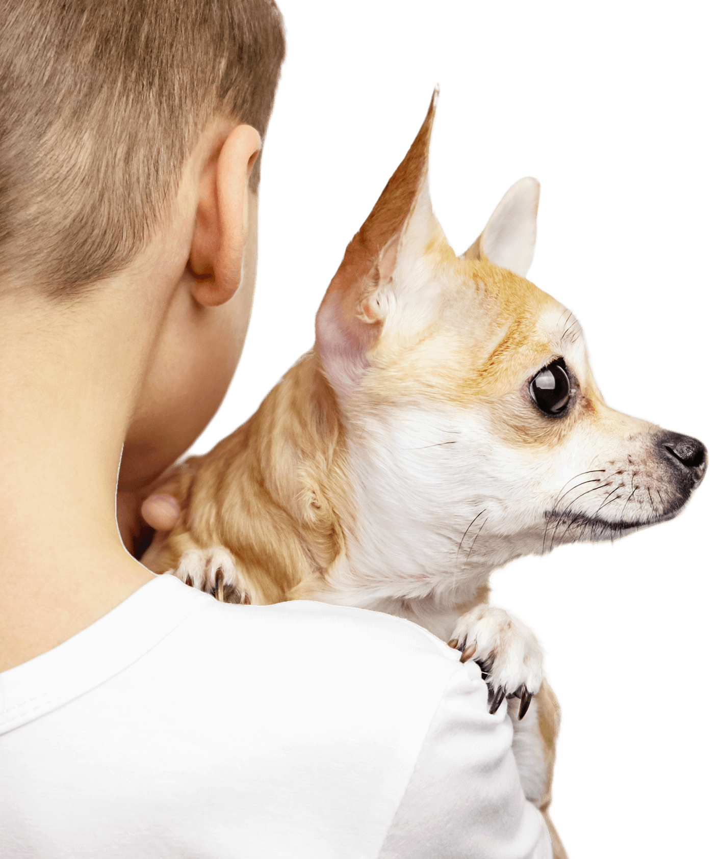 View from behind of a boy holding a chihuahua