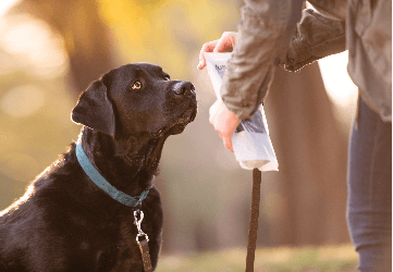 dog waiting for treat just food for dogs