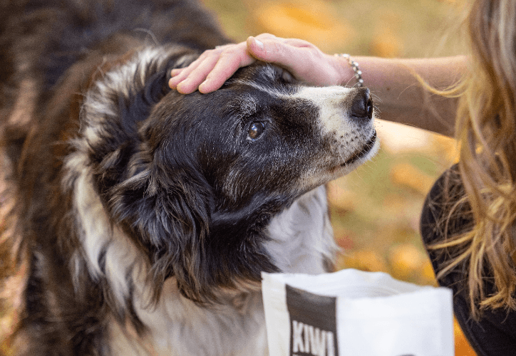 hand strokes dog head
