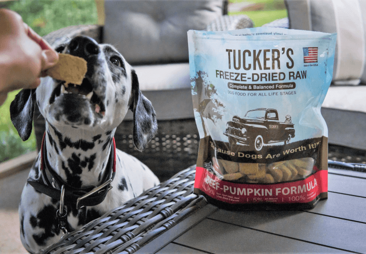 dog standing receiving Tucker's treats