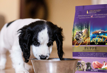 dog eating zignature food