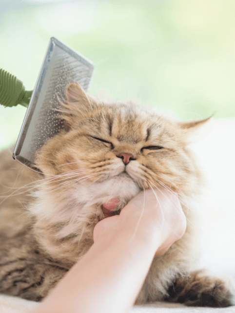A long-haired cat being brushed
