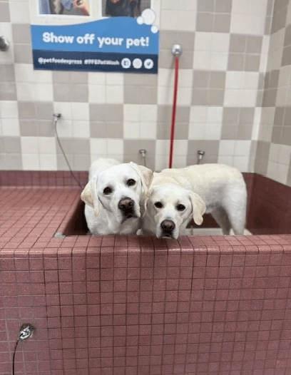 Dog at Pet Food Express pet wash