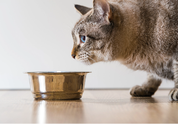 cat digging in cat litter