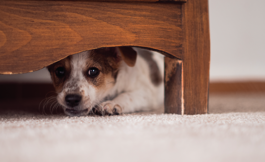 Dog hiding under bed