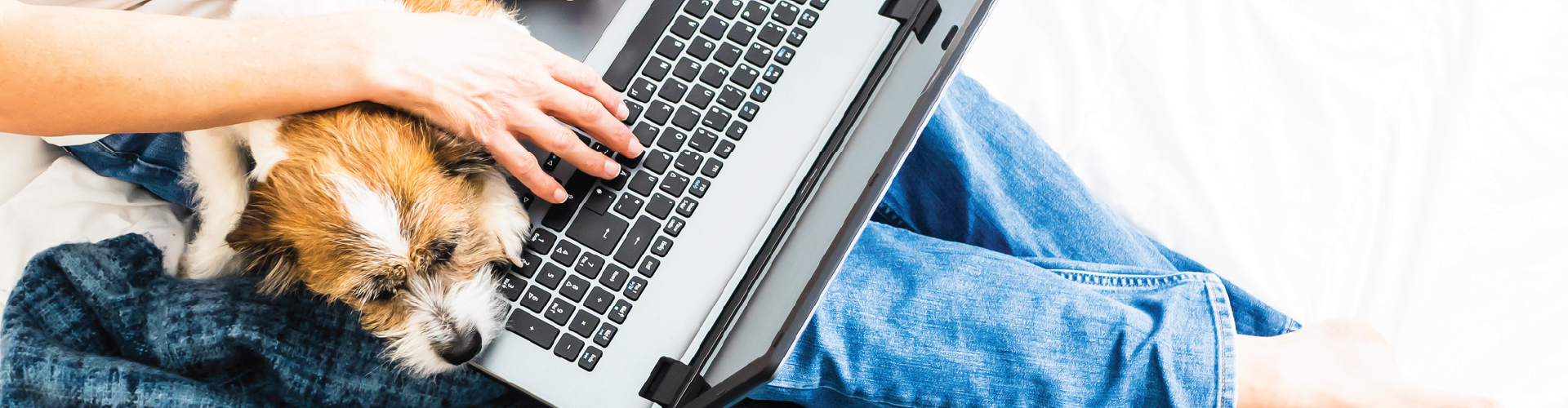 picture of dog on persons lap. Click here to shop calming products