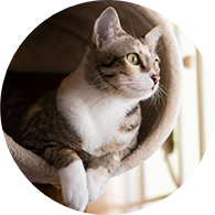 Pet Food Express