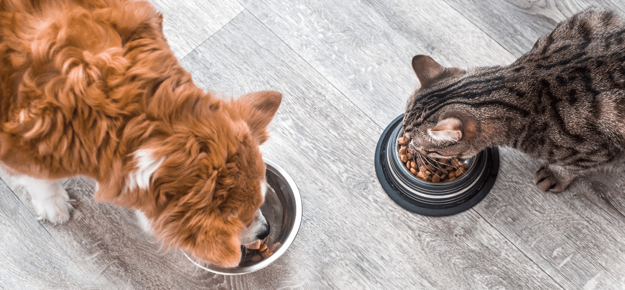 Cat and dog eating from bowls