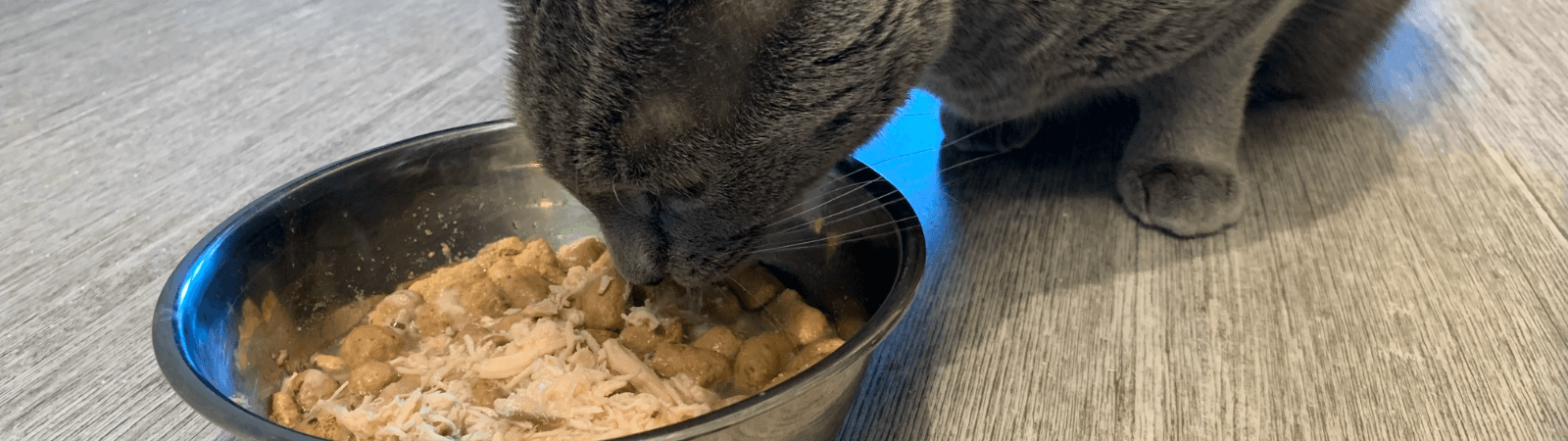 cat eating nulo food