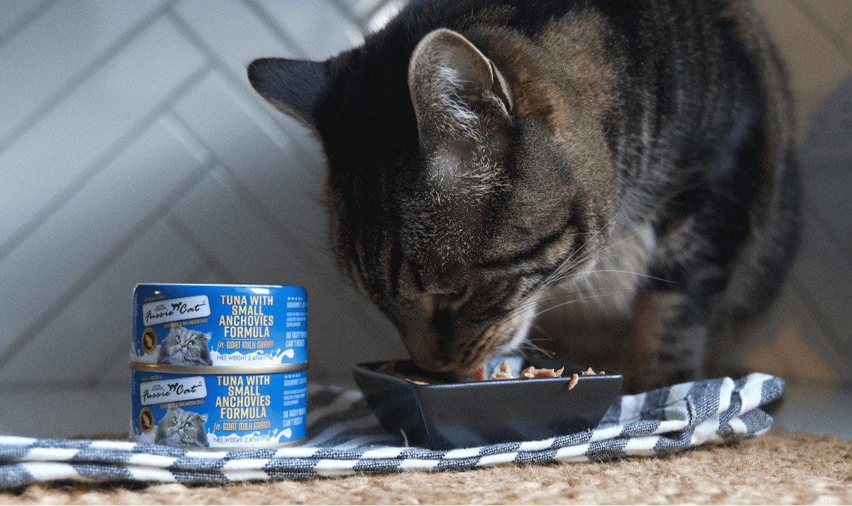 Cat eats anchovy formula food from dish