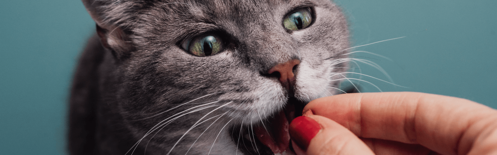 Cat eating treat