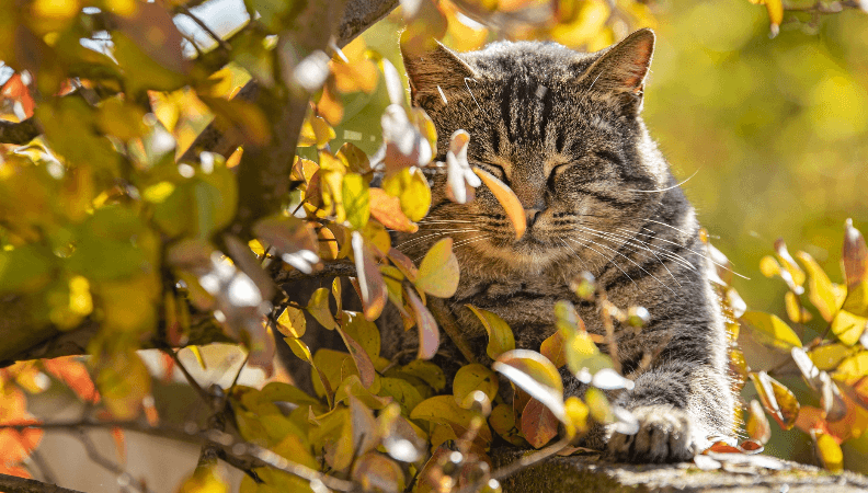 https://cdn11.bigcommerce.com/s-iakwzr7rs7/product_images/uploaded_images/cat-laying-outdoors-by-tree-1.png