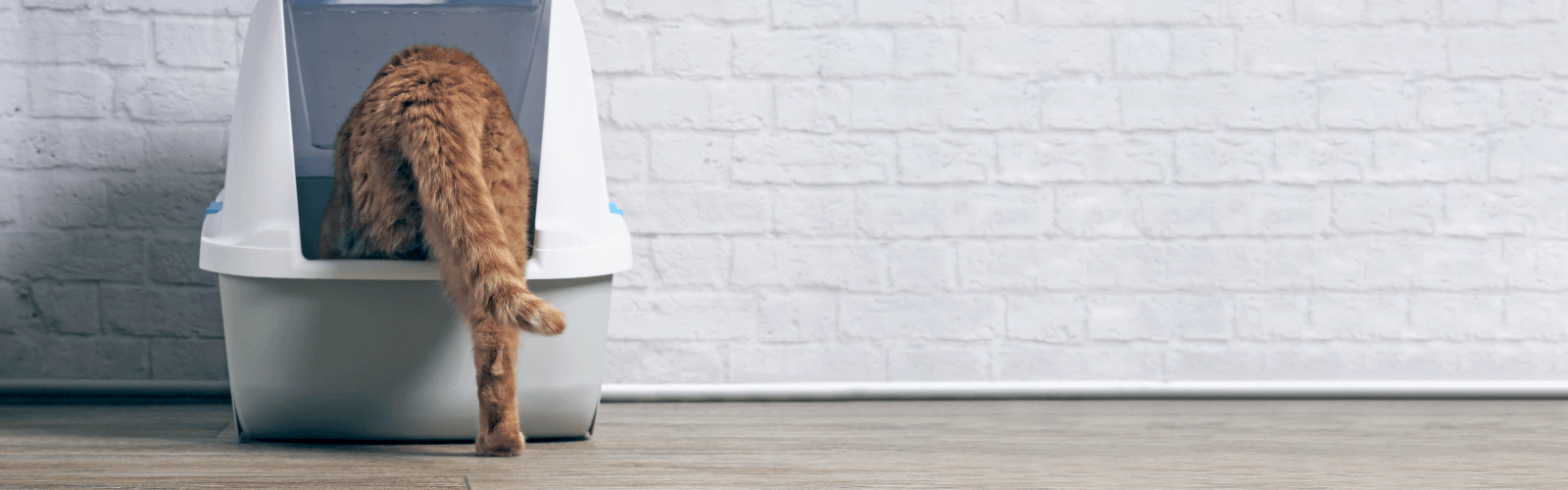 Cat standing on litter