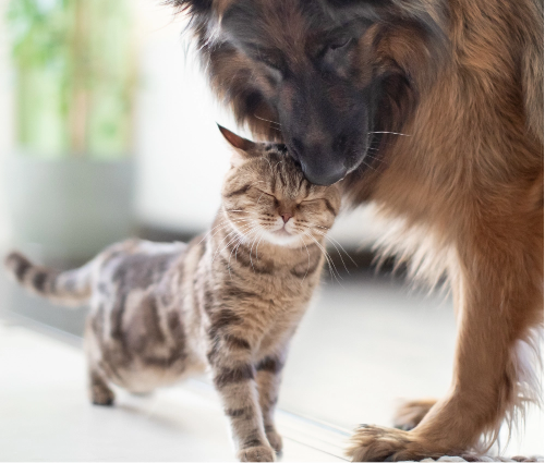 A cat nuzzles up against a German Shepherd