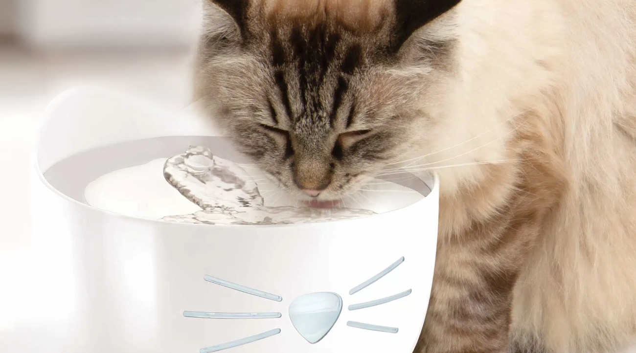 Cat drinking water from bowl