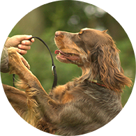 Nutrisource small and medium breed puppy grain free hotsell