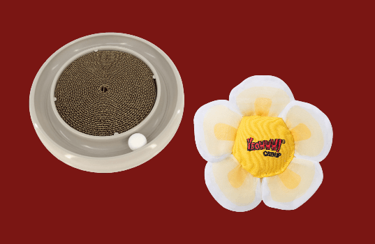 Dachshund sits on bench at outdoor Thanksgiving table.