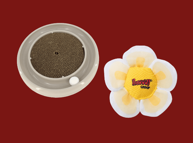 Dachshund sits on bench at outdoor Thanksgiving table.