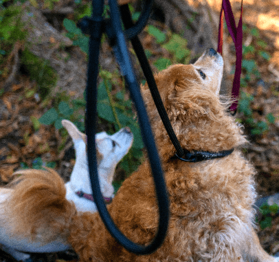 A variety of supplement products among an arrangement of Autumn leaves