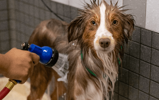 A variety of canned foods among an arrangement of Autumn leaves
