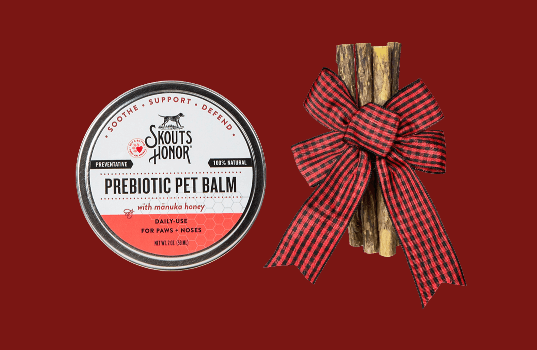 Dachshund sits on bench at outdoor Thanksgiving table.