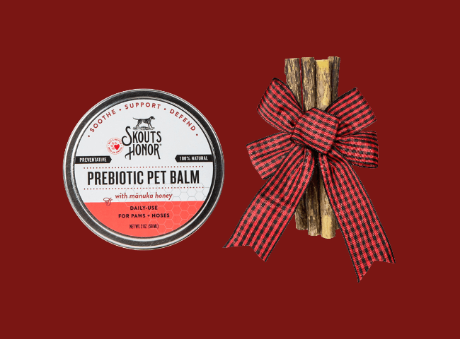 Dachshund sits on bench at outdoor Thanksgiving table.