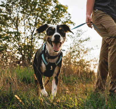 A variety of supplement products among an arrangement of Autumn leaves