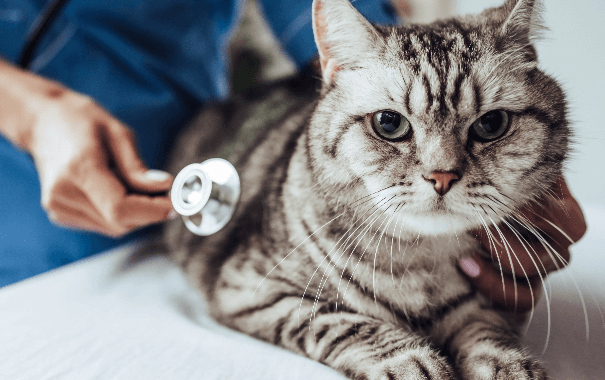 A variety of supplement products among an arrangement of Autumn leaves