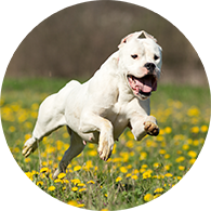 Pet Food Express