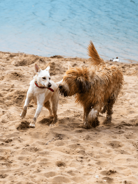 Two dogs playing
