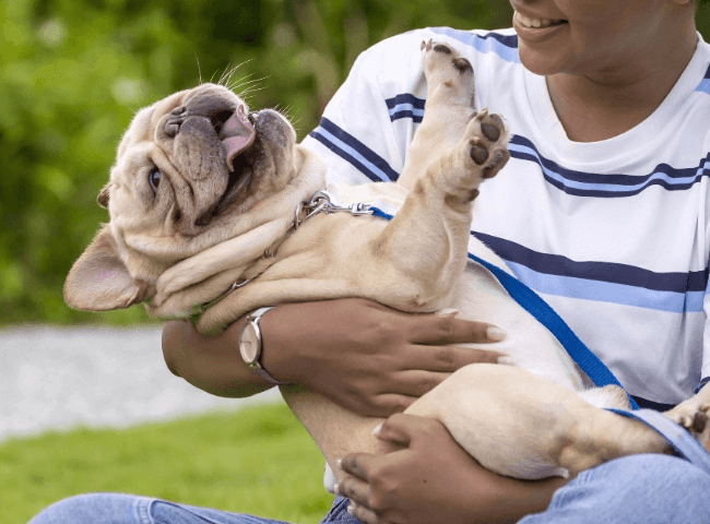 woman holding bulldog like baby