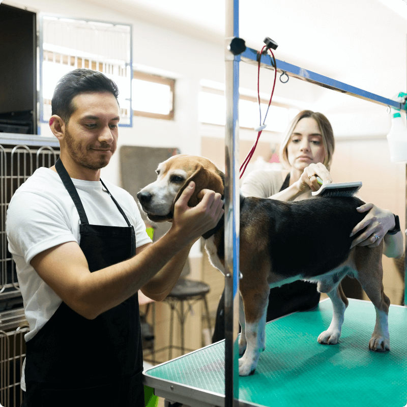 dog being groomed