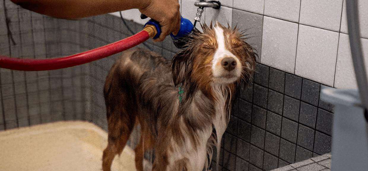 Dog closing its eyes as owner washes