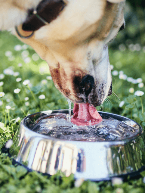 A dog driking from a water bowl