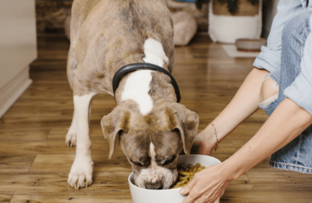 Dog eating treats form a bowl