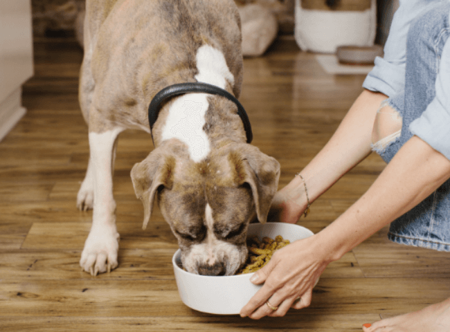 Dog eating treats form a bowl