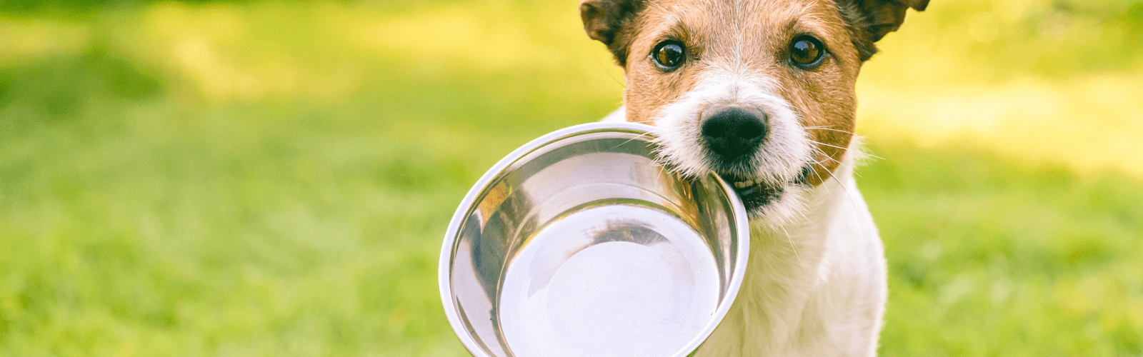 Dog holding food bowl in mouth