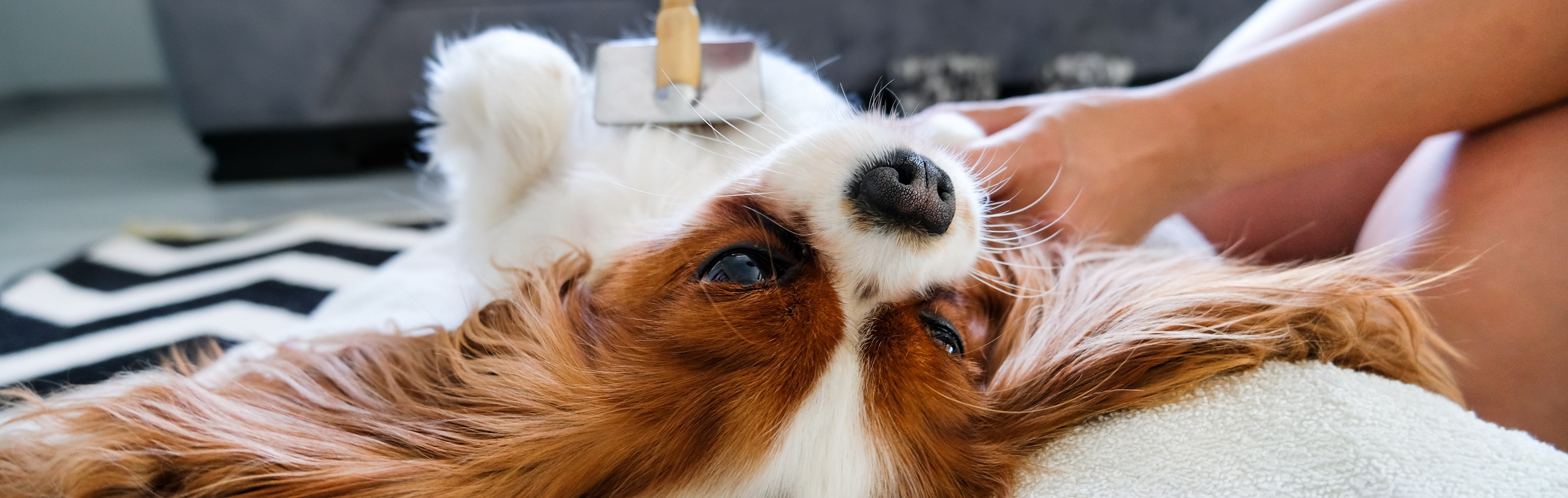 Dog being groomed