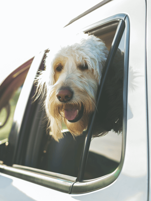 Dog sticking its head out of a car window
