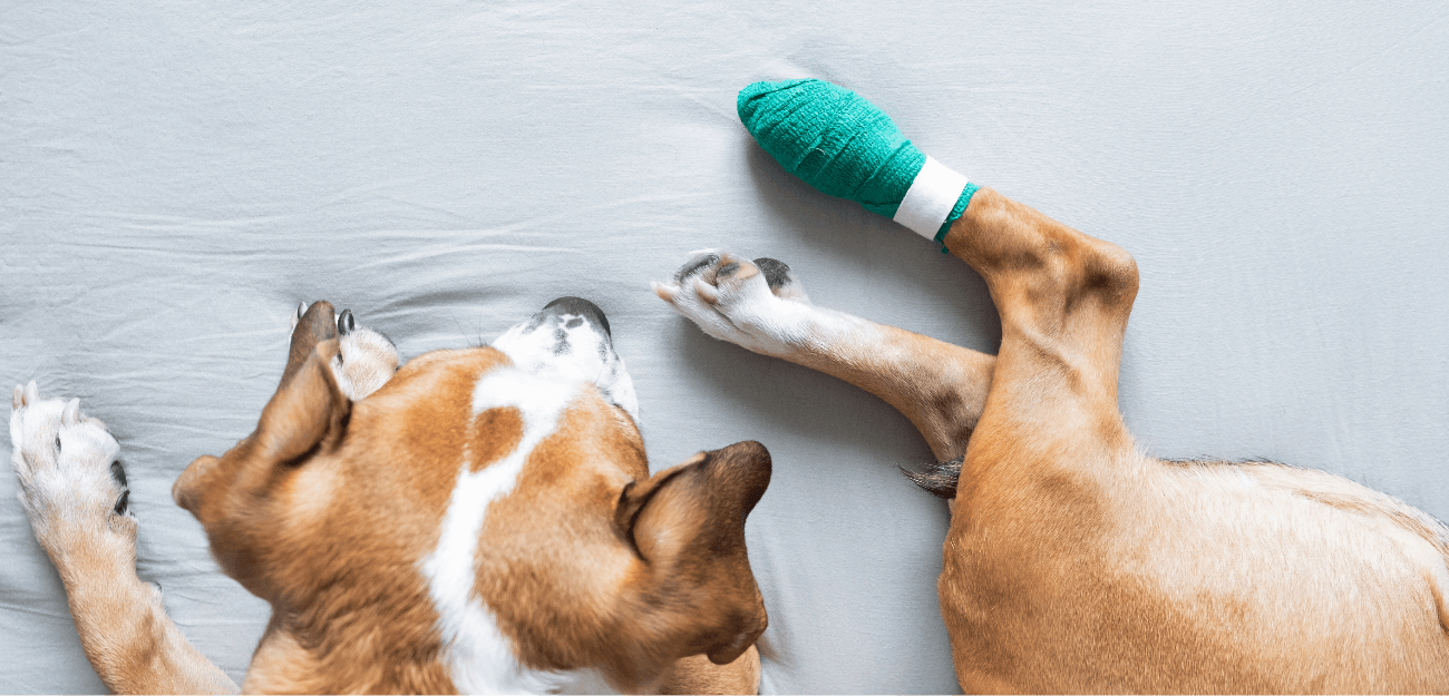 Paw Protection for Dogs: Safety Tips - NaturVet®