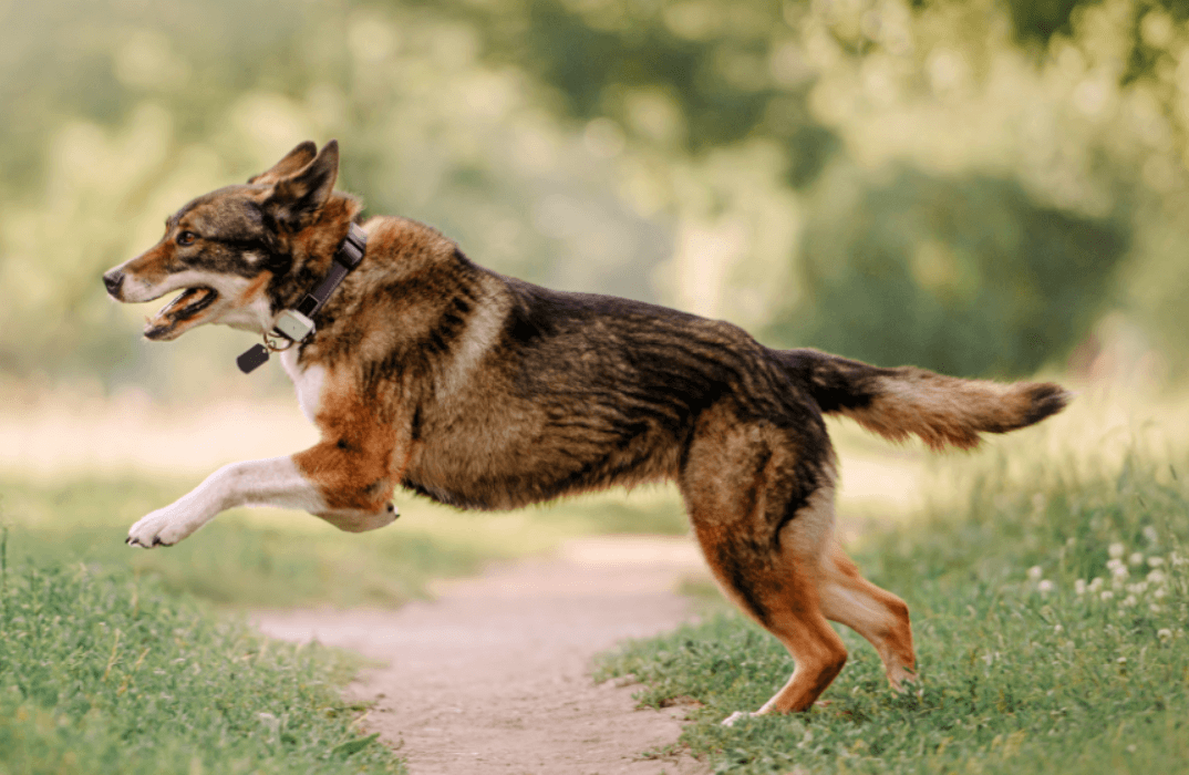 Dog jumping over a path