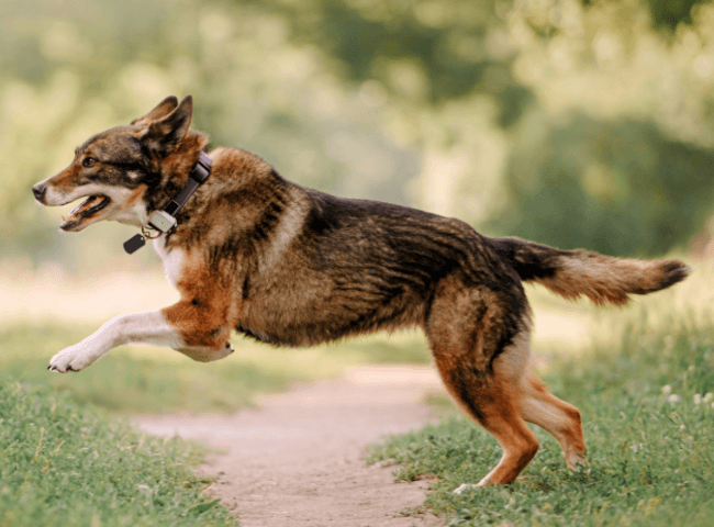 Dog jumping over a path