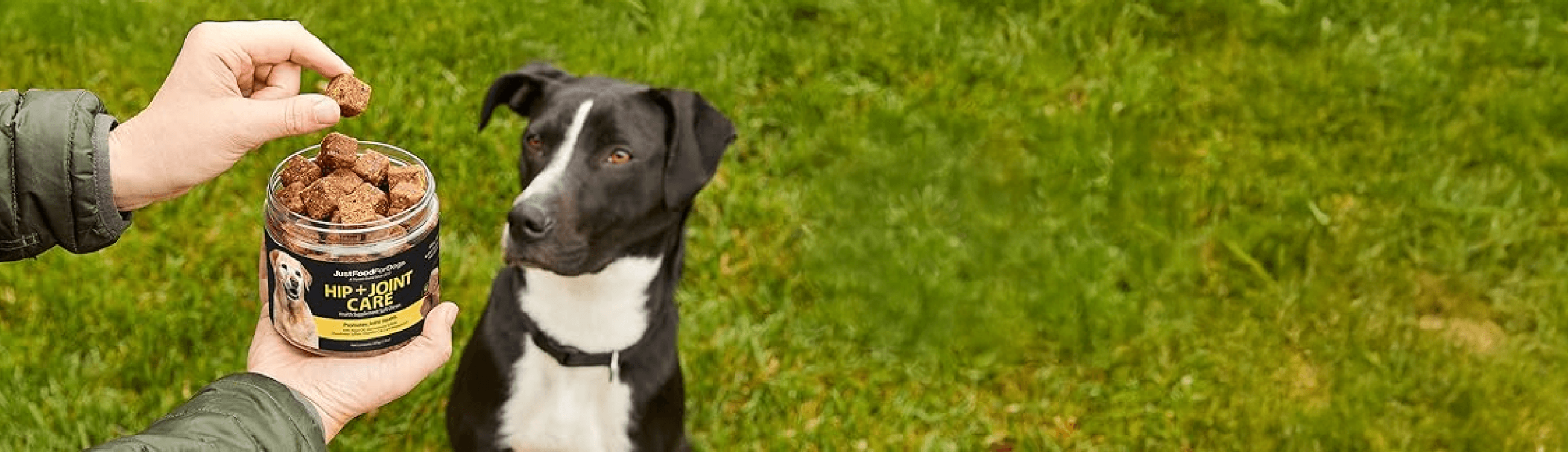 Point of view shot of owner offering JustFoodForDogs supplements to sitting dog