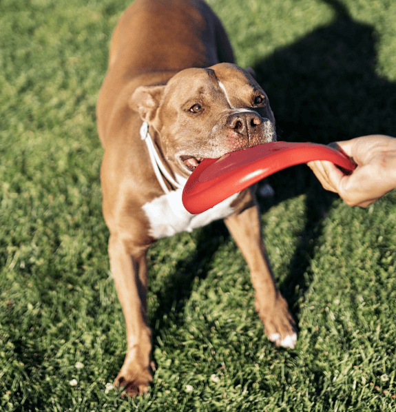 https://cdn11.bigcommerce.com/s-iakwzr7rs7/product_images/uploaded_images/dog-playing-frisbee-outdoor-sm.png