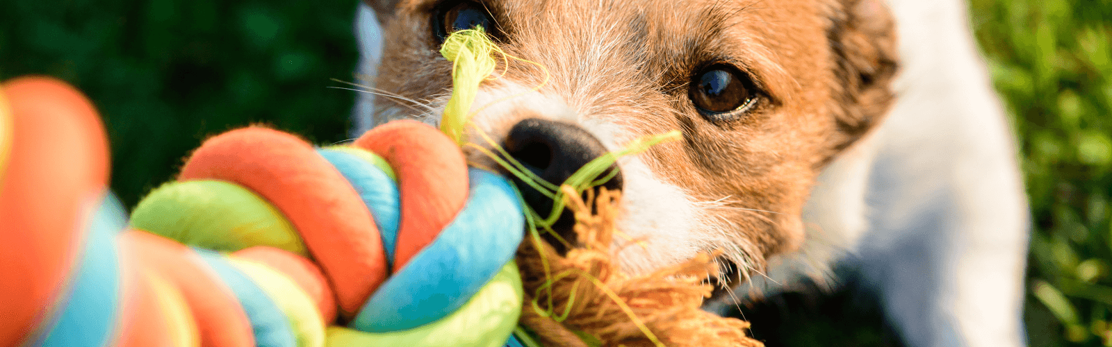 Shop Dog Toys & Play Items Online, Pet Express