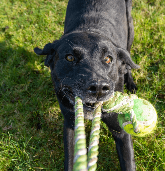 Tennis Tumble Dog Toy Bite-resistant Dog Puzzle Toys Natural Rubber Dog  Chew Ball For Dog