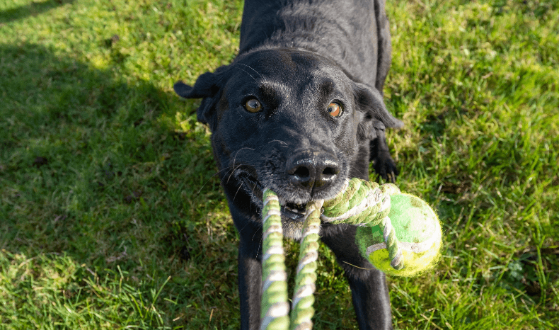 Yeti Rope Dog Tug Toy | Orvis