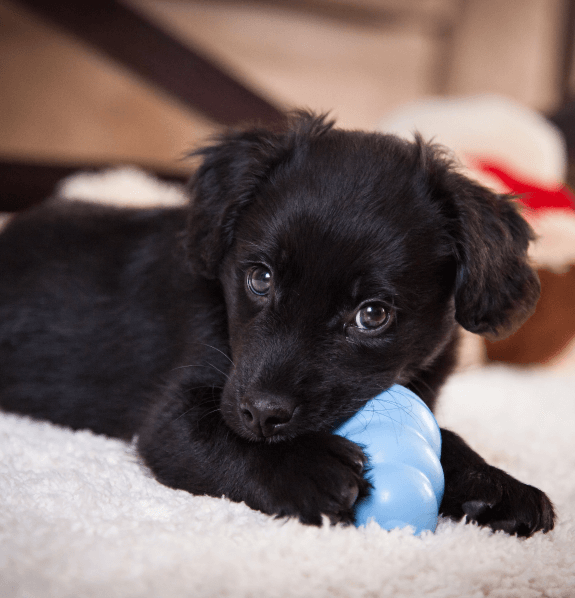 Puppy Teething Chew Toy Balls: 2pack Interactive Dog Treat Dispensing Ball  Rubber Small Breed Dog Chewing Enrichment Toys for Boredom and Brain