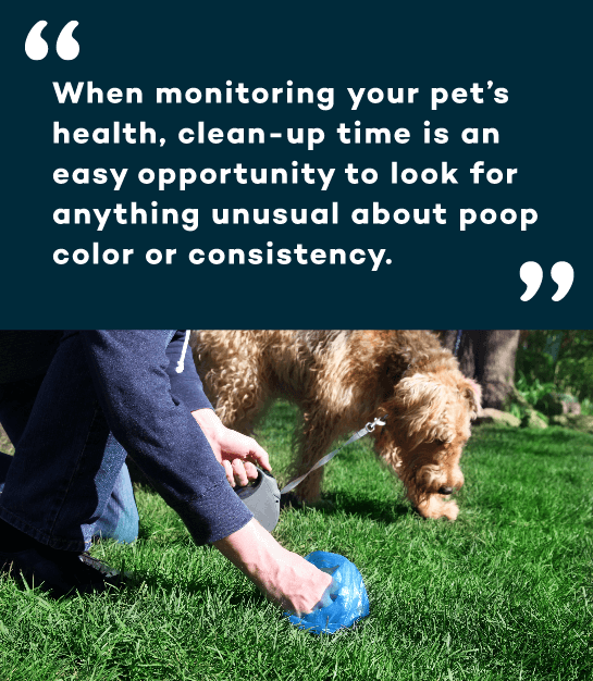 What Is The Easiest Way To Clean Up Dog Poop